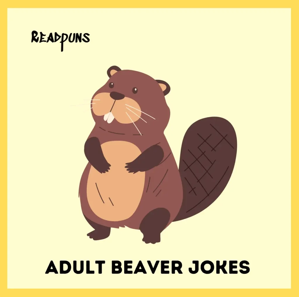Adult Beaver Jokes