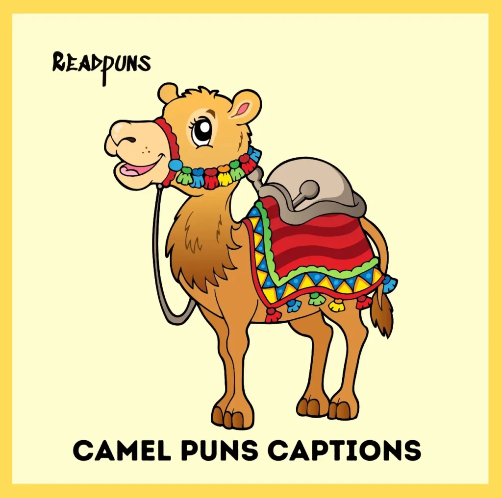 Camel Puns Captions