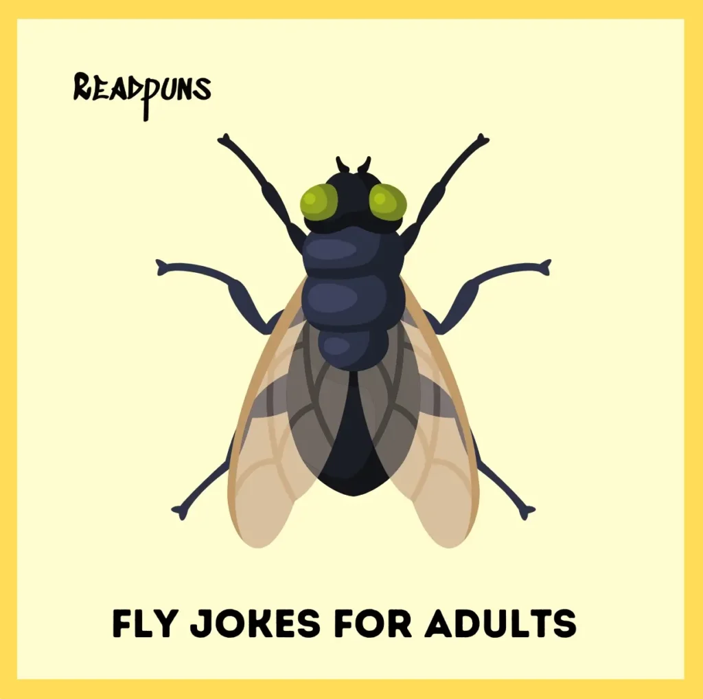 Fly Jokes For Adults