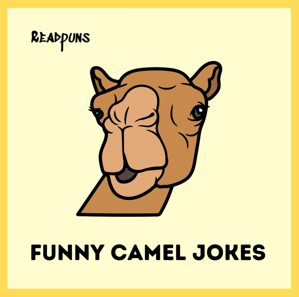 Funny Camel Jokes