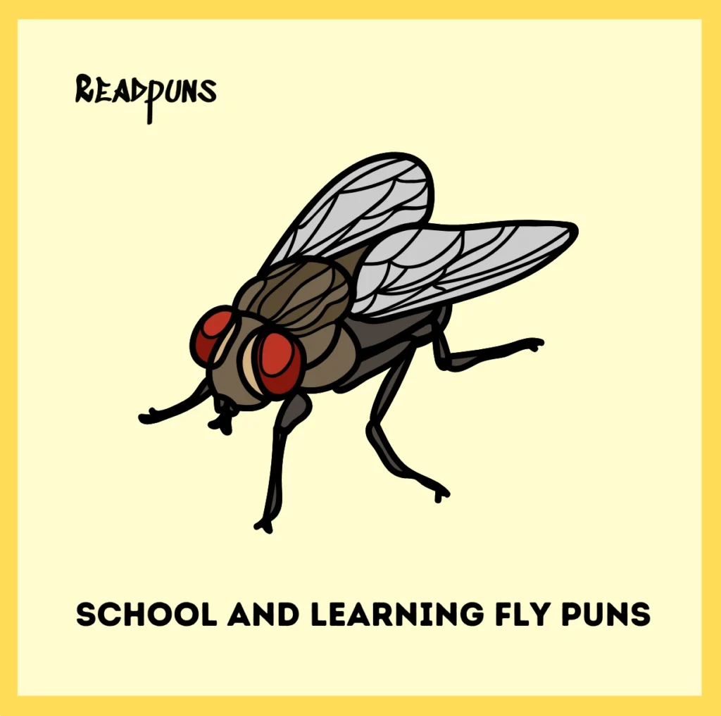 School and Learning Fly Puns