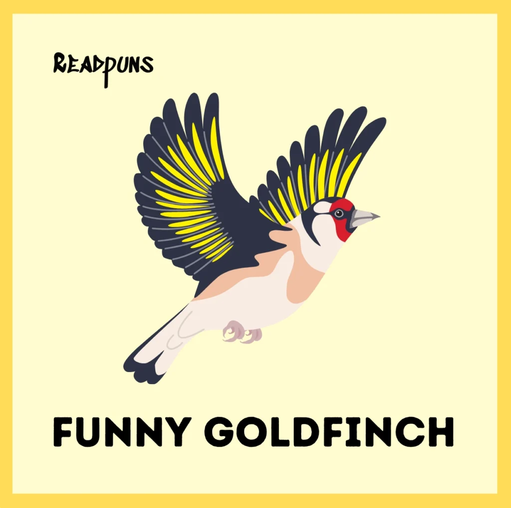 Funny Goldfinch