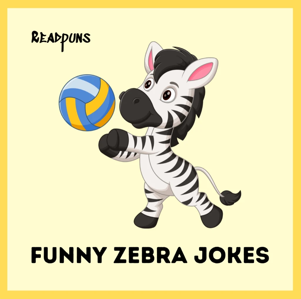 Funny Zebra Jokes