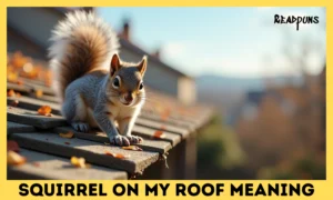 Squirrel On My Roof Meaning