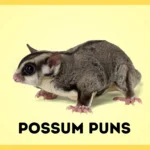 Possum Puns