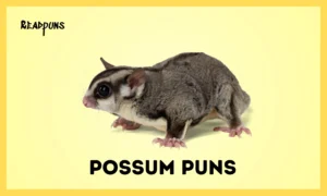 Possum Puns