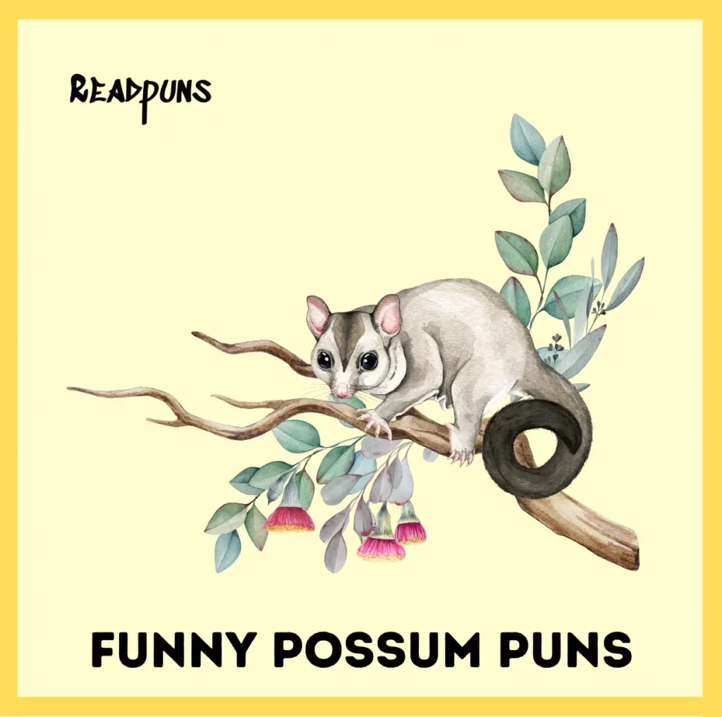 Funny Possum Puns